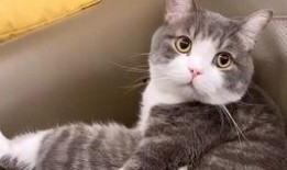 猫土豆在线观看,解锁精彩瞬间，畅享云端观影体验